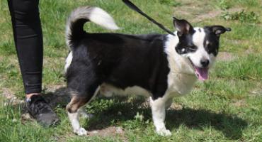 Kuli