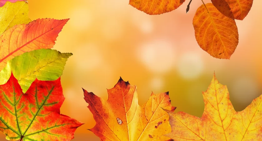 fot. pixabay.com
