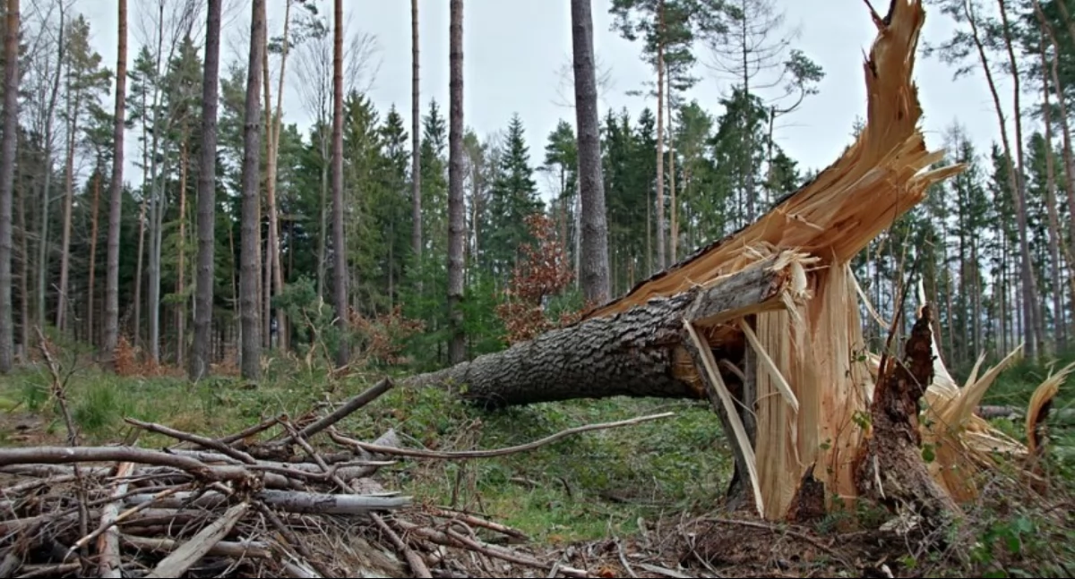 Ostrzeżenia pogodowe, Nadciąga wichura! ostrzeżenia przed silnym wiatrem - zdjęcie, fotografia