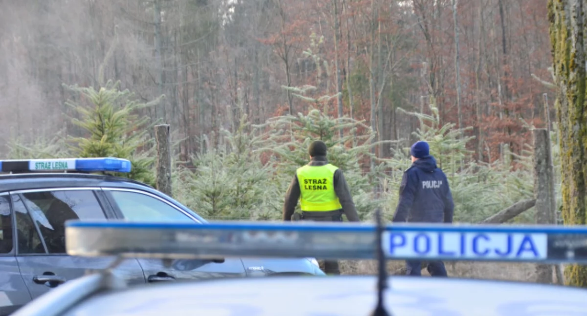 Policja, Policja leśnicy łączą siły akcji „Choinka” walka nielegalną wycinką drzewek - zdjęcie, fotografia