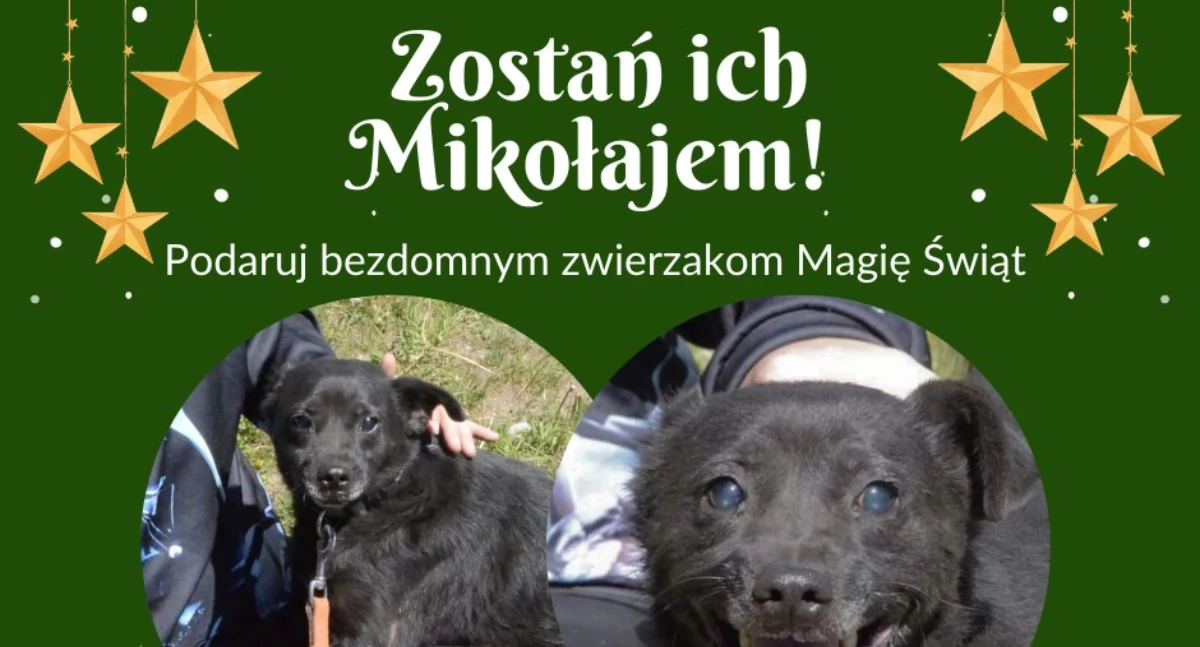 Organizacje pozarządowe, schronisku bezdomnych zwierząt Kościerzynie - zdjęcie, fotografia