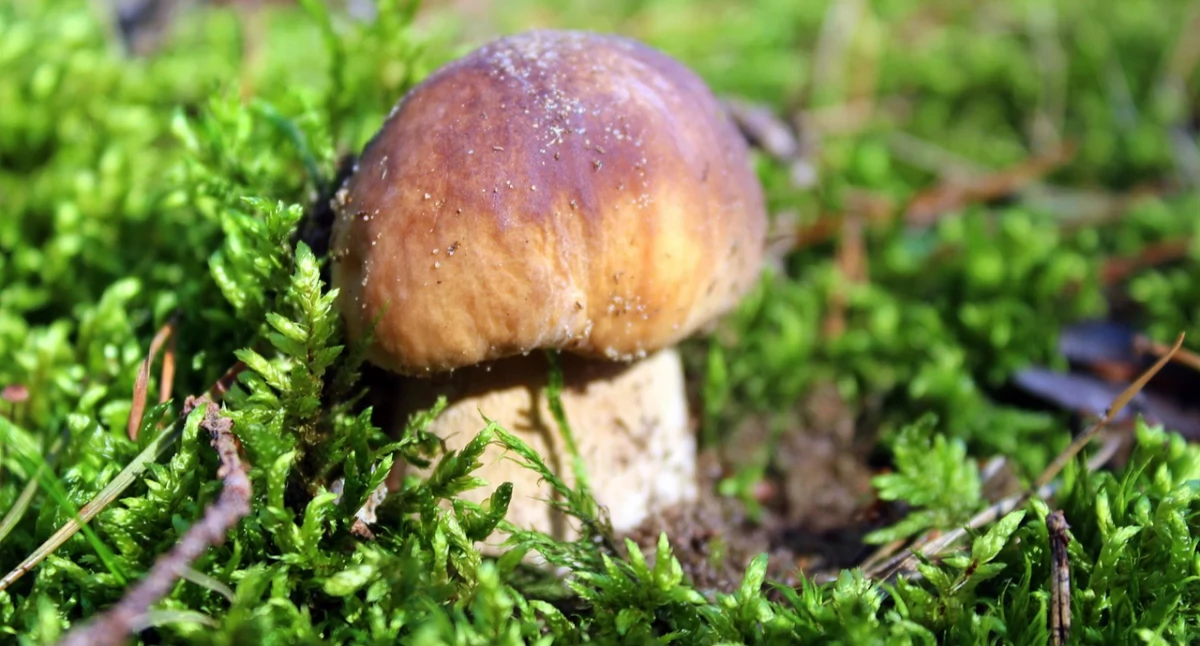 fot. pixabay.com