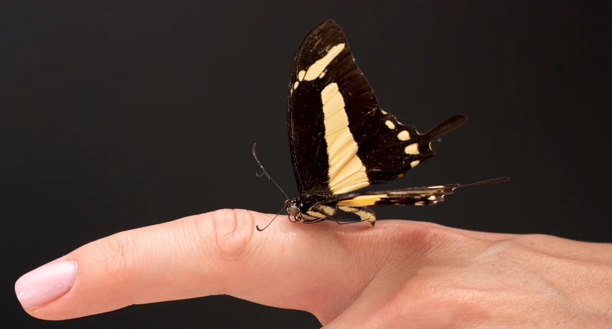 Rozmaitości, Motyl który zachwyca Polsce można spotkać pazia królowej - zdjęcie, fotografia