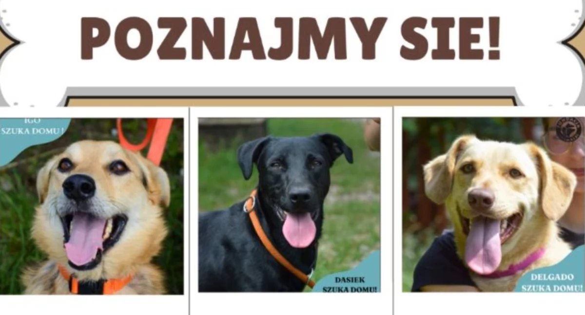 Zapowiedzi, Merdające ogonki Rynku Kościerzynie poznaj podopiecznych Fundacji Animalsi - zdjęcie, fotografia