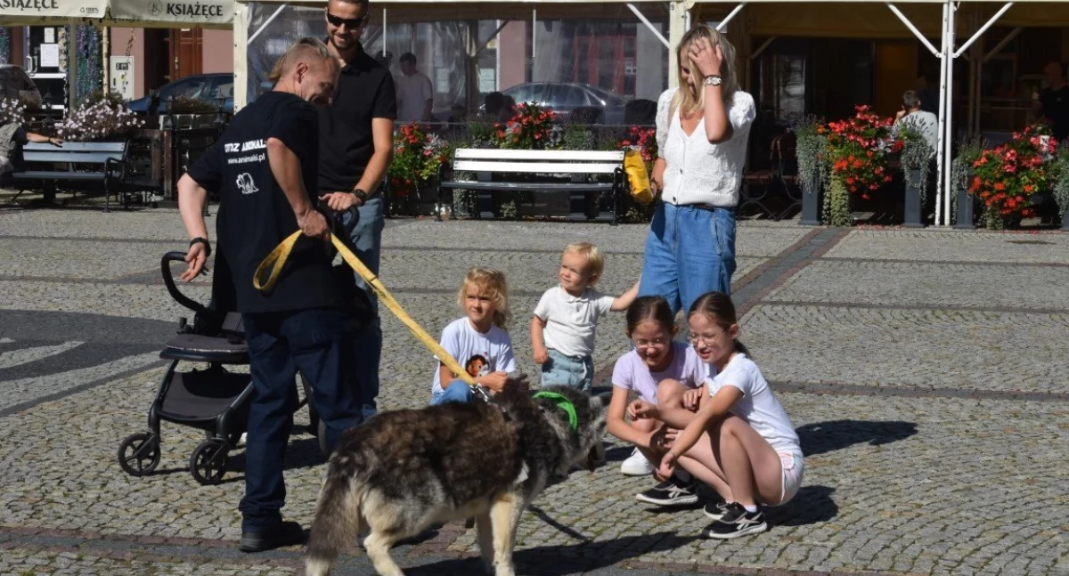 Organizacje pozarządowe, Szczęście czterech łapach akcja adopcyjna Kościerzynie - zdjęcie, fotografia