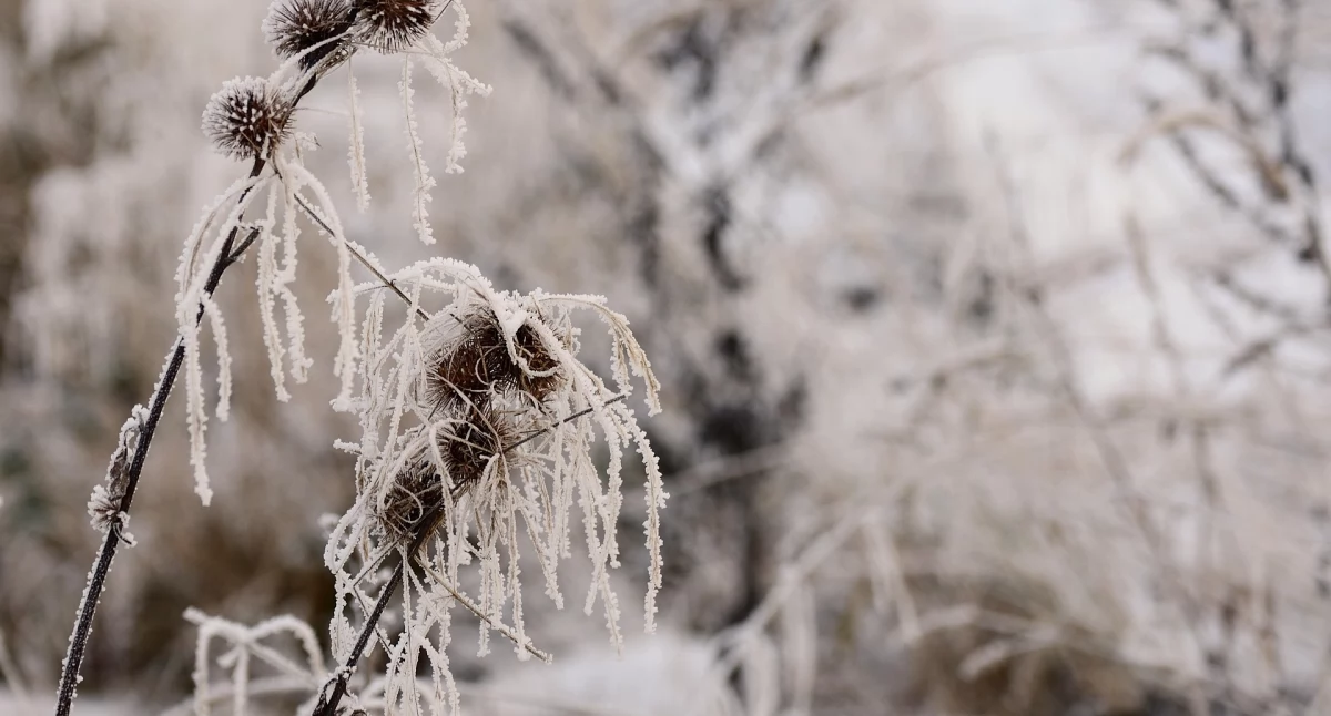 Ostrzeżenia pogodowe, ostrzega przed silnym mrozem Temperatury spadną nawet –17°C - zdjęcie, fotografia