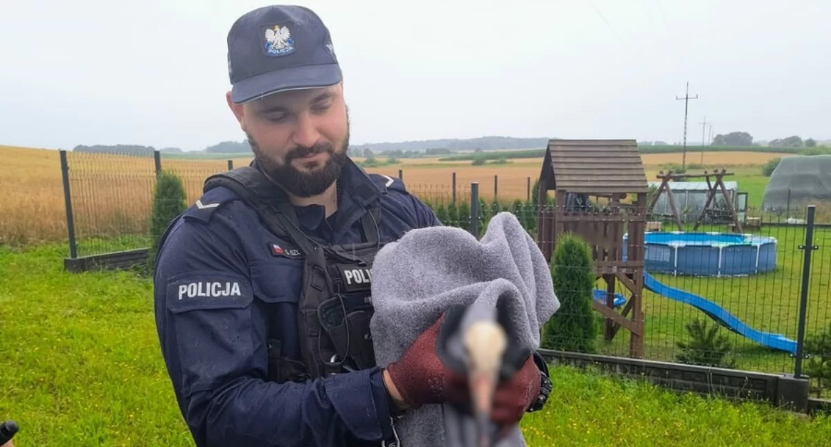 Stare Polaszki. Bocian potrzebował pomocy. Kościerscy policjanci nie zawiedli [FILM]