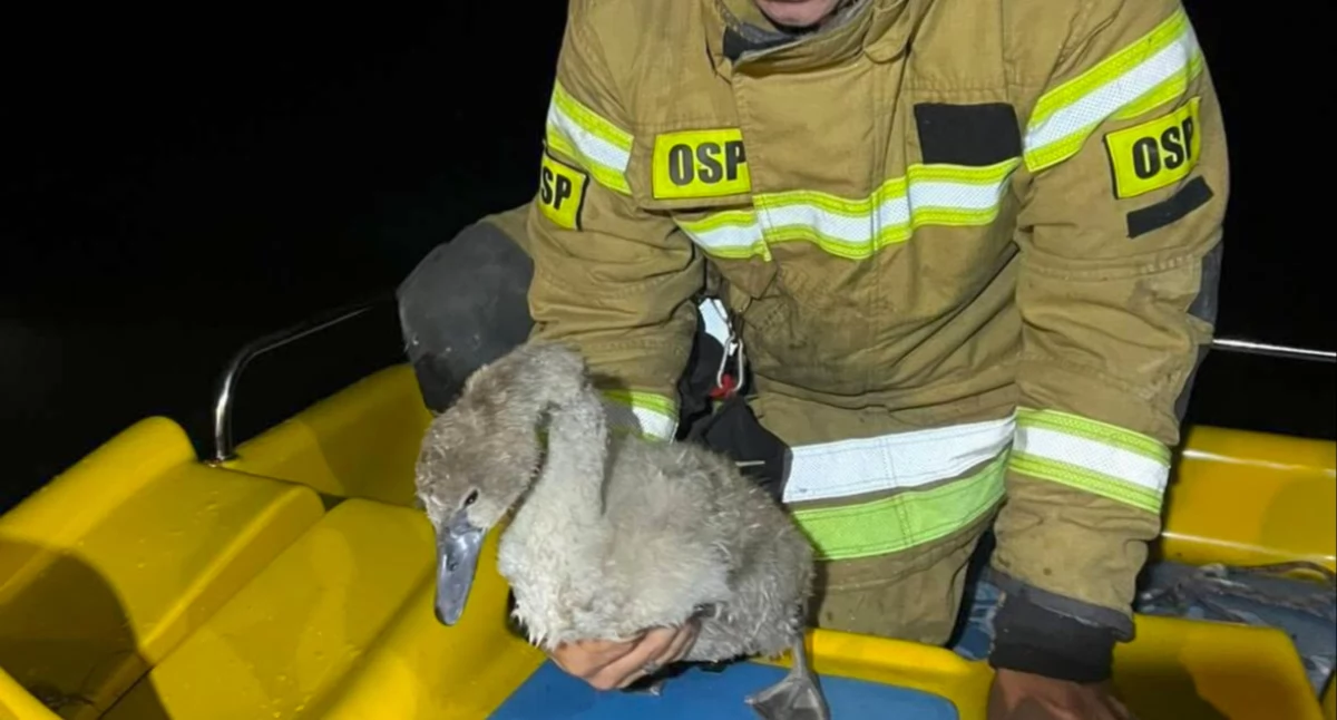 Służby w akcji, Zaplątany łabędź wędkarska żyłka prawie godziny akcji wodzie! - zdjęcie, fotografia