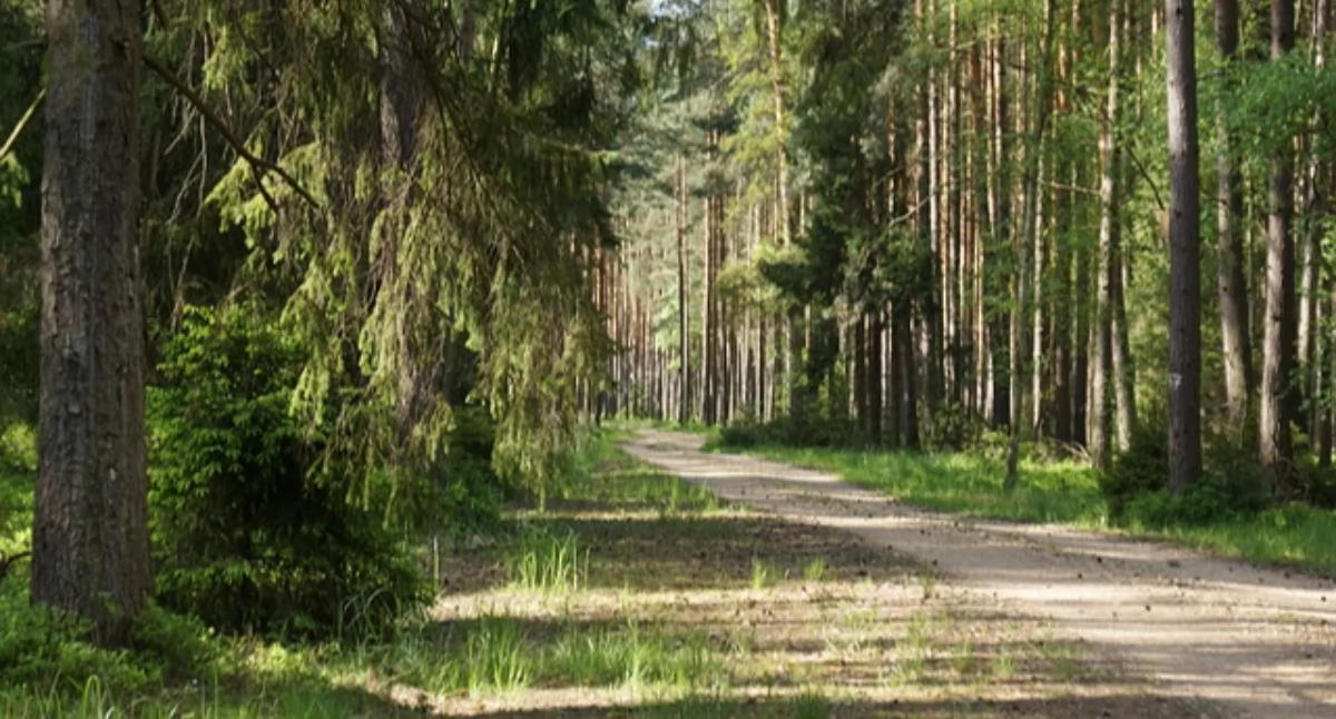 Źródło zdjęcia: pixabay