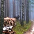 fot. internet/Nadleśnictwo Kościerzyna/Bogdan Piankowski