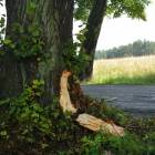 zdjęcie nr 8