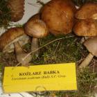 fot. nadesłane/ www.miastokoscierzyna.pl 