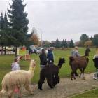 zdjęcie nr 8