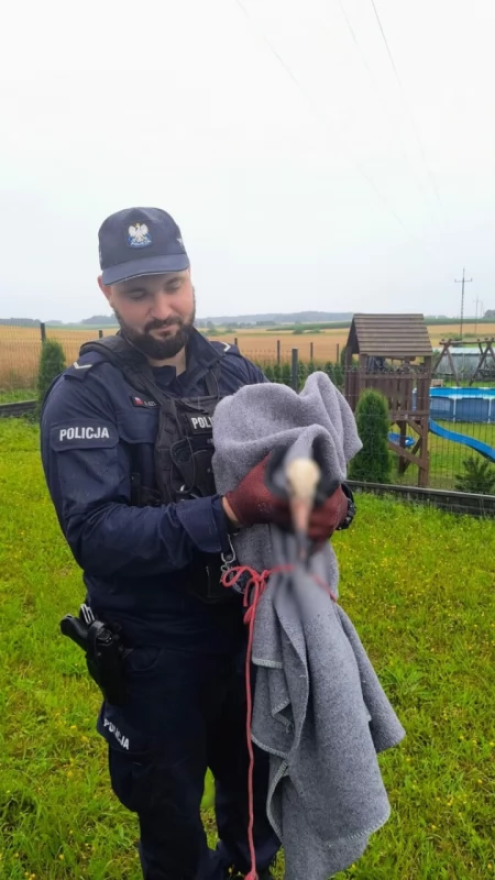 Stare Polaszki. Bocian potrzebował pomocy. Kościerscy policjanci nie zawiedli [FILM]