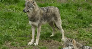 Wilki w gminie Lipusz. Władze apelują o ostrożność!