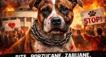 Jadą pod Sejm. Będą protestować przeciwko cierpieniu zwierząt