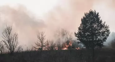 Pożar lasu w Rybakach. Strażacy walczyli z ogniem w nocy