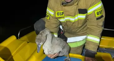 Zaplątany łabędź, wędkarska żyłka i prawie dwie godziny akcji na wodzie!